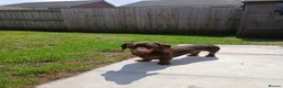 Miniature Dachshund dogs for sale: 2 beautiful boy miniature  dachunds  - Advert 14