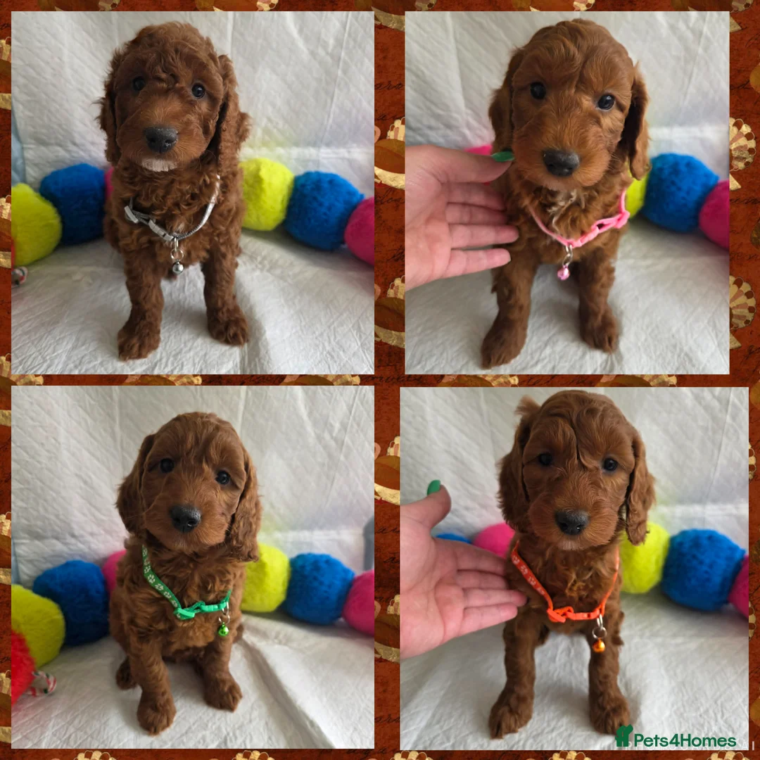 Goldendoodle dogs for sale: 👑Finest Quality Deep Red Doodles Toy/Min Bred 👑  - Advert 1