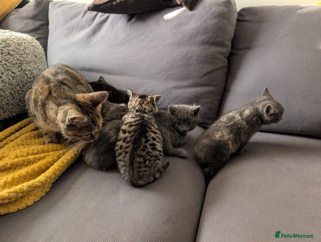 Domestic Shorthair cats for sale: Adorable domestic shorthair kittens, ready to go - Advert 5
