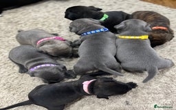 Staffordshire Bull Terrier dogs for sale: 🏅🏆 CHAMPION PLAY BOY BLUE&BLACK STAFFY PUPS - Image 5