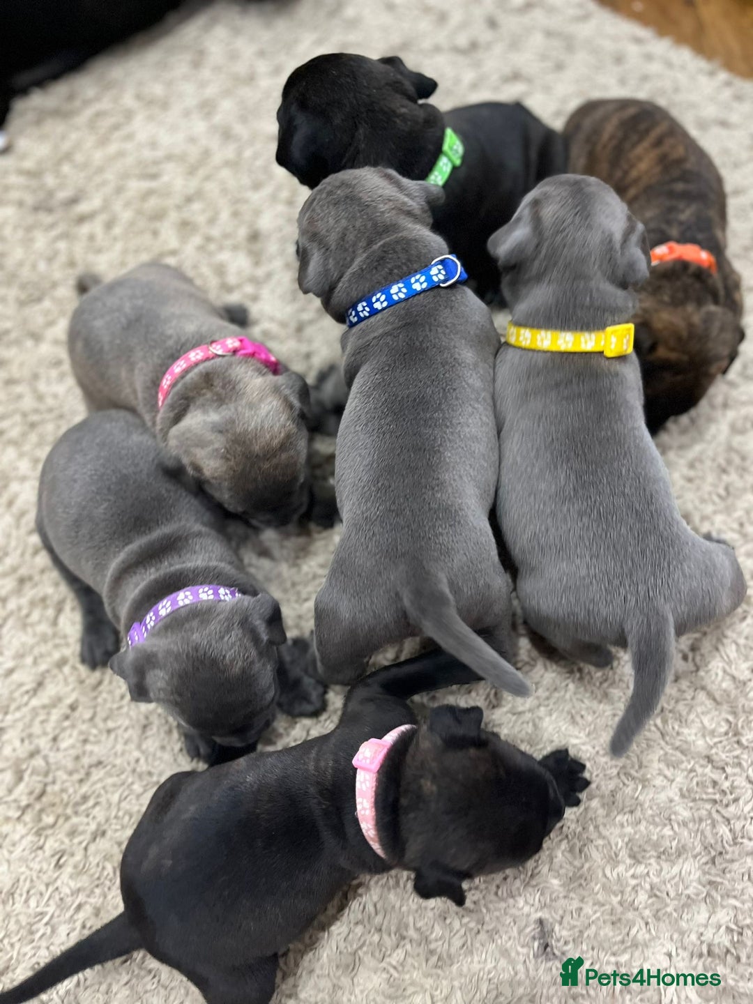 Staffordshire Bull Terrier dogs for sale: 🏅🏆 CHAMPION PLAY BOY BLUE&BLACK STAFFY PUPS - Image 5