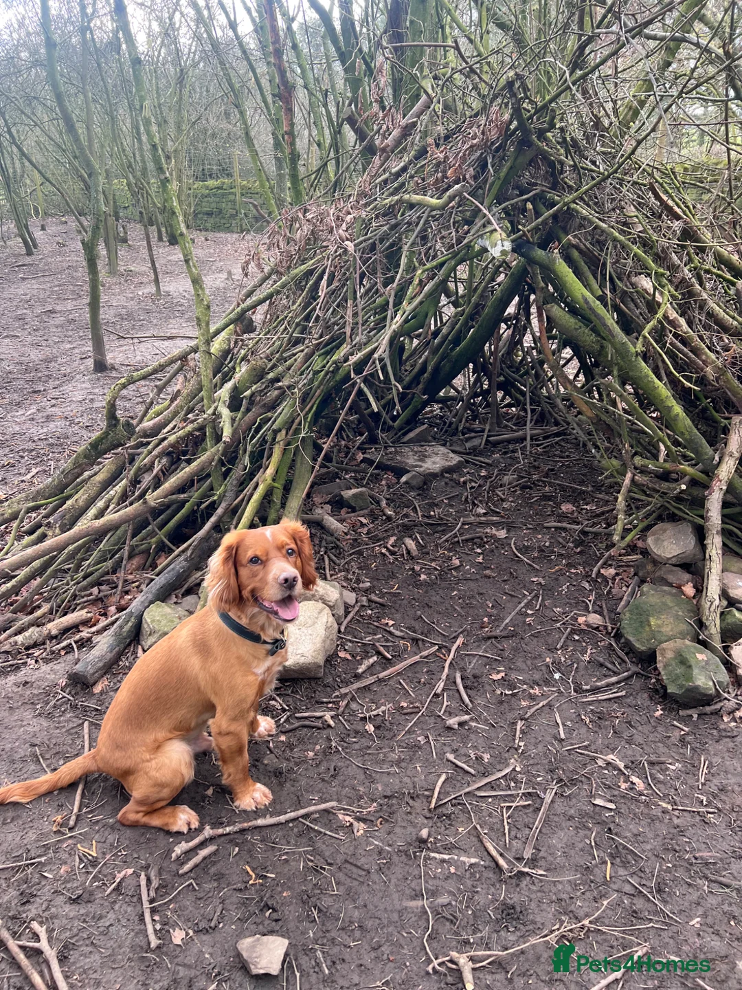 Clumber Spaniel dogs for stud: Clumber Spaniel Cross available for Stud  - Advert 3