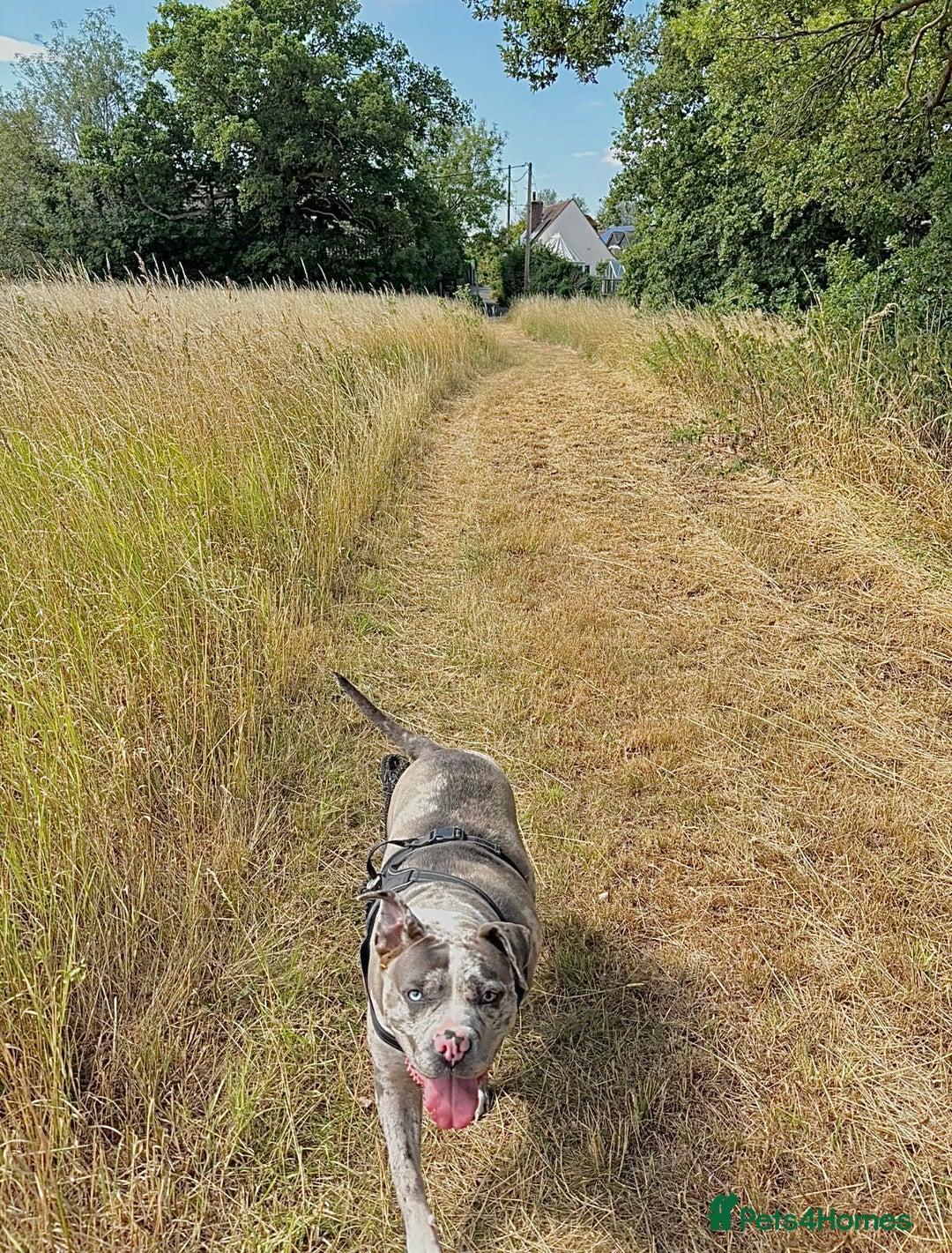 Alapaha Blue Blood Bulldog dogs for sale: Blue Merle with one blue and one green eye Female - Advert 6