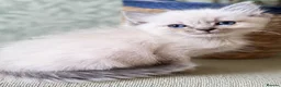 Ragdoll cats for sale: 🌸 Beautiful ragdoll babies 🌸 - Advert 4