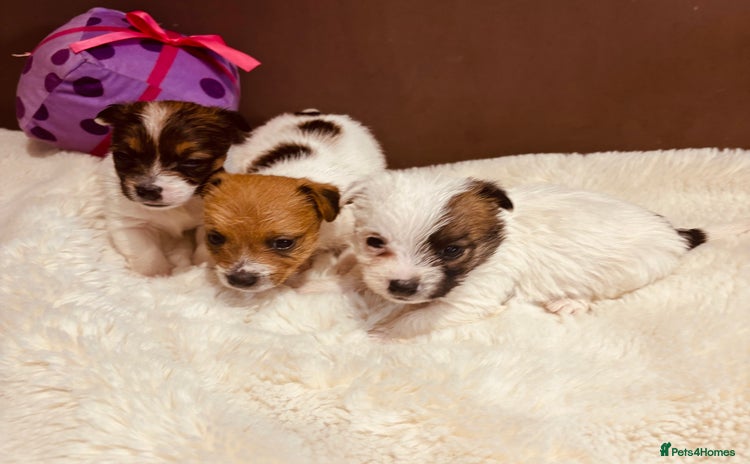 Jack Russell dogs - Advert 1