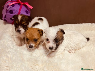 Jack Russell dogs - Advert 16