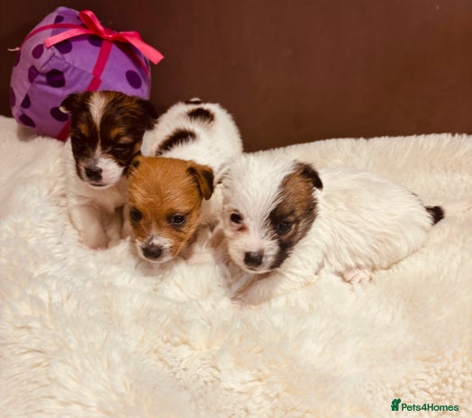 Jack Russell dogs - Advert 1