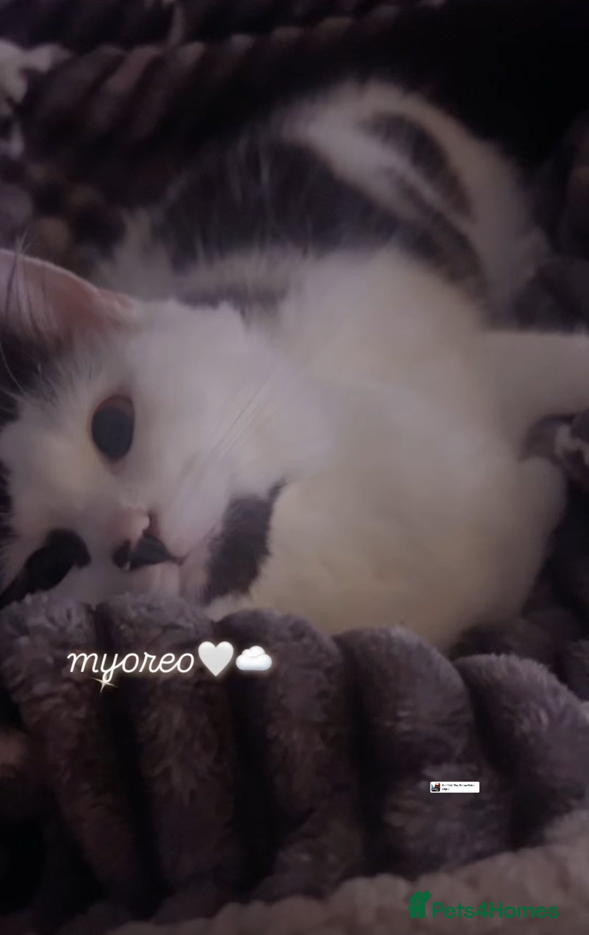 Mixed Breed cats Oreo  - Advert 1