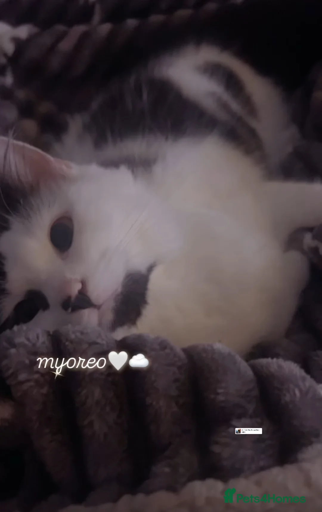 Mixed Breed cats for sale: Oreo  - Advert 1