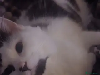 Mixed Breed cats Oreo - Advert 7