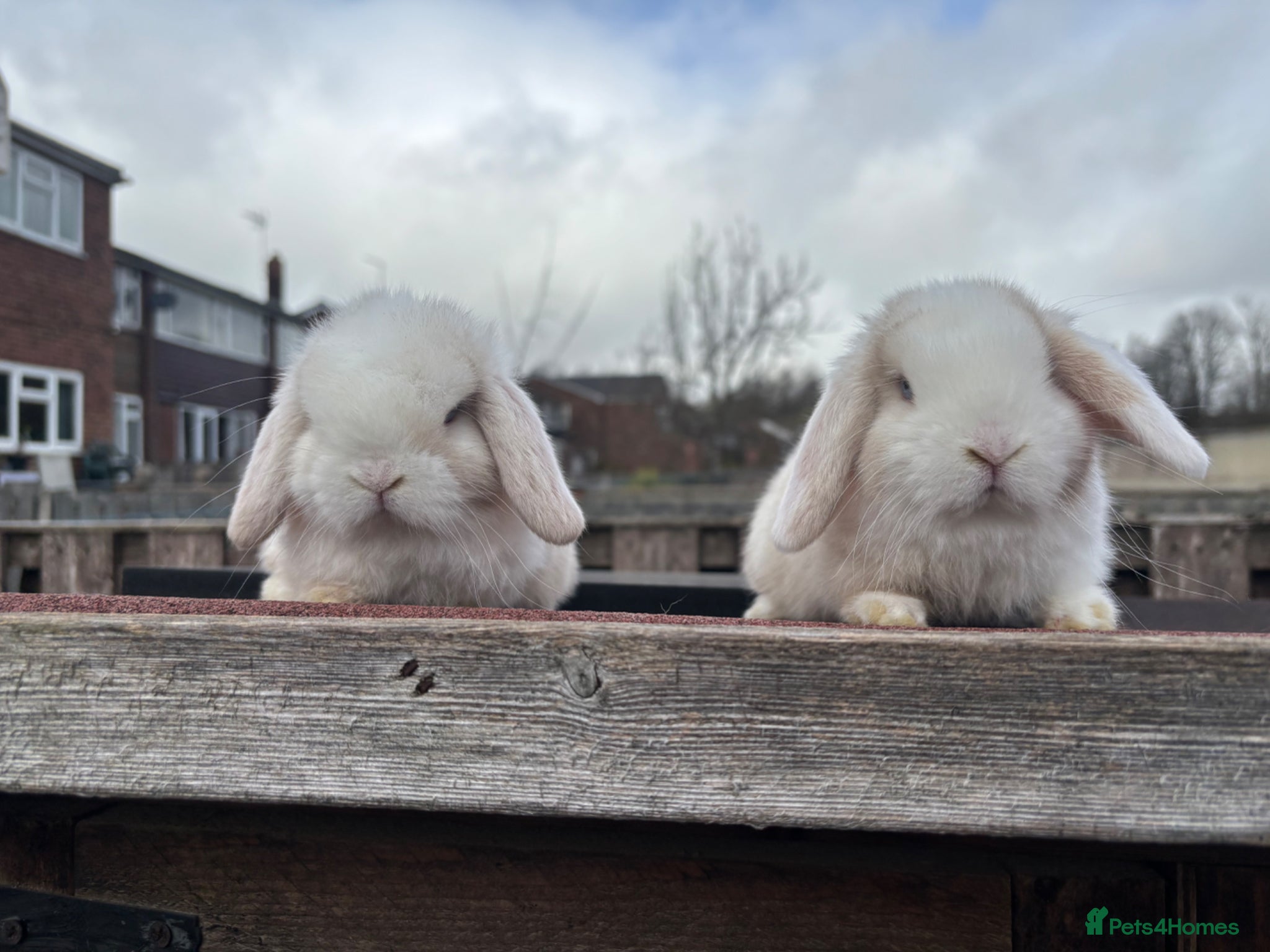 Mini Lop rabbits 2 mini lips does ready to reserve  - Advert 14
