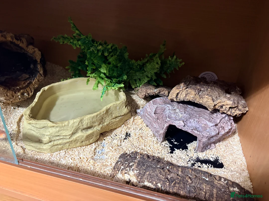 Corn Snake reptiles for sale: Cornsnake & Set up - Advert 4