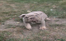 English Bulldog dogs for sale: English bulldog  - Image 4