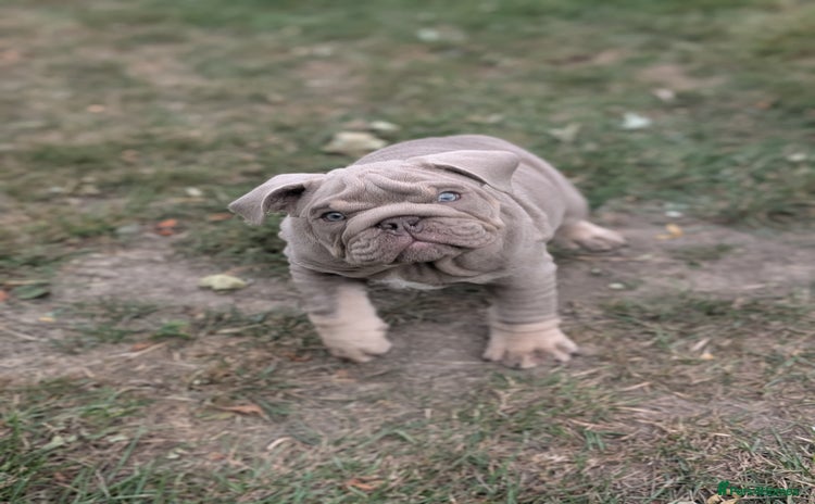 English Bulldog dogs - Advert 2