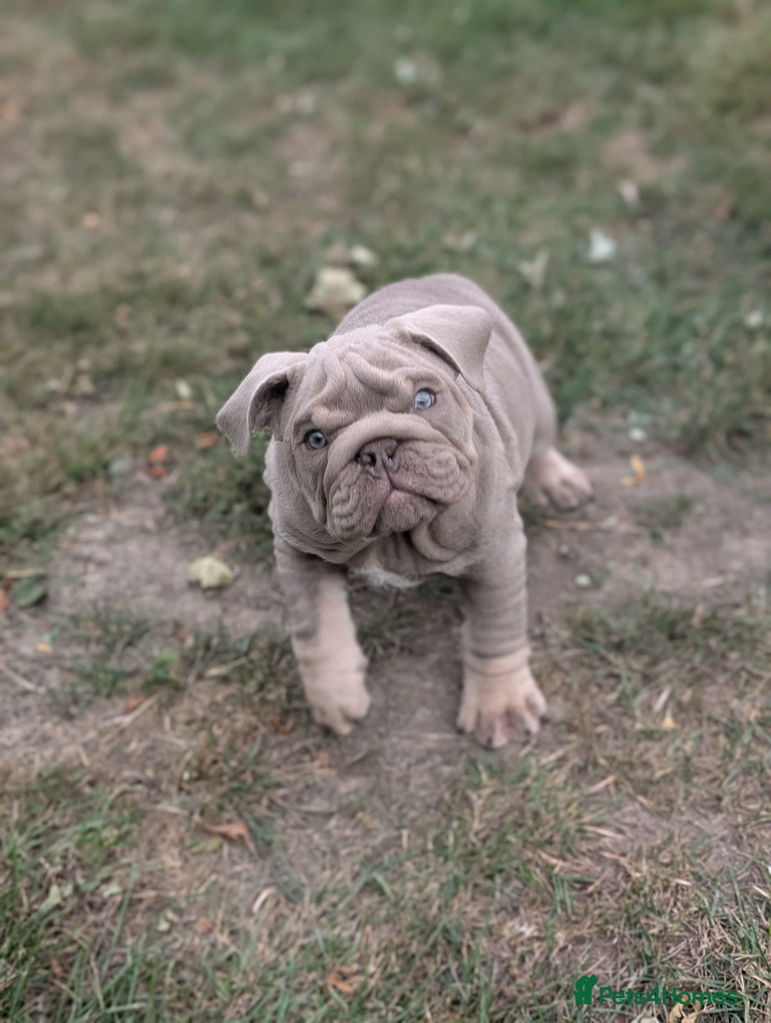English Bulldog dogs for sale: English bulldog  - Image 4