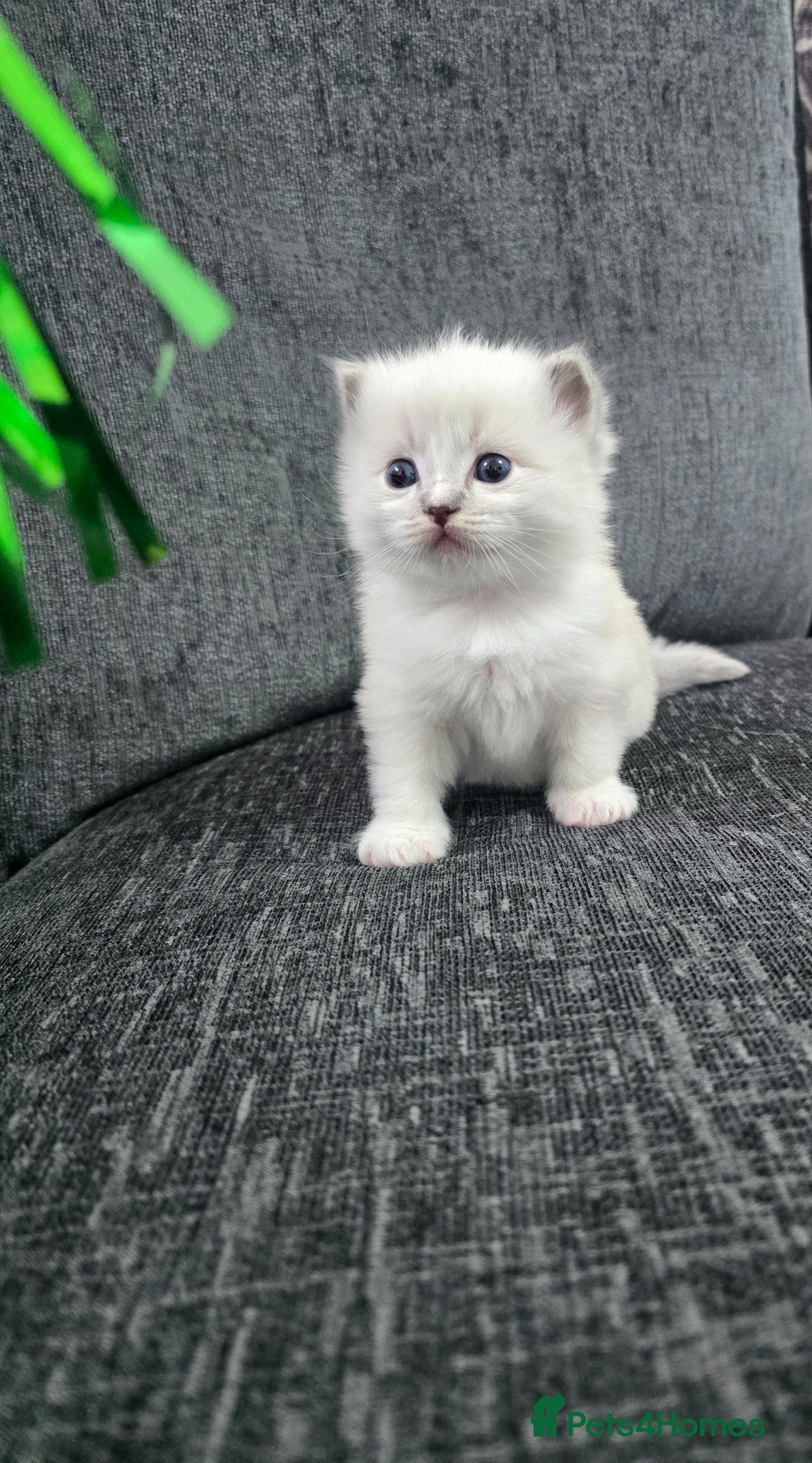 Ragdoll cats Stunning European bloodline kittens  - Advert 6