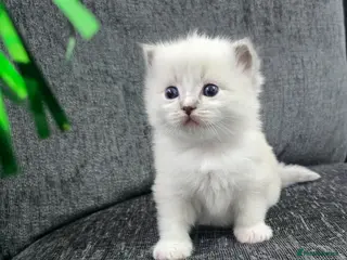 Ragdoll cats Stunning European bloodline kittens - Advert 6