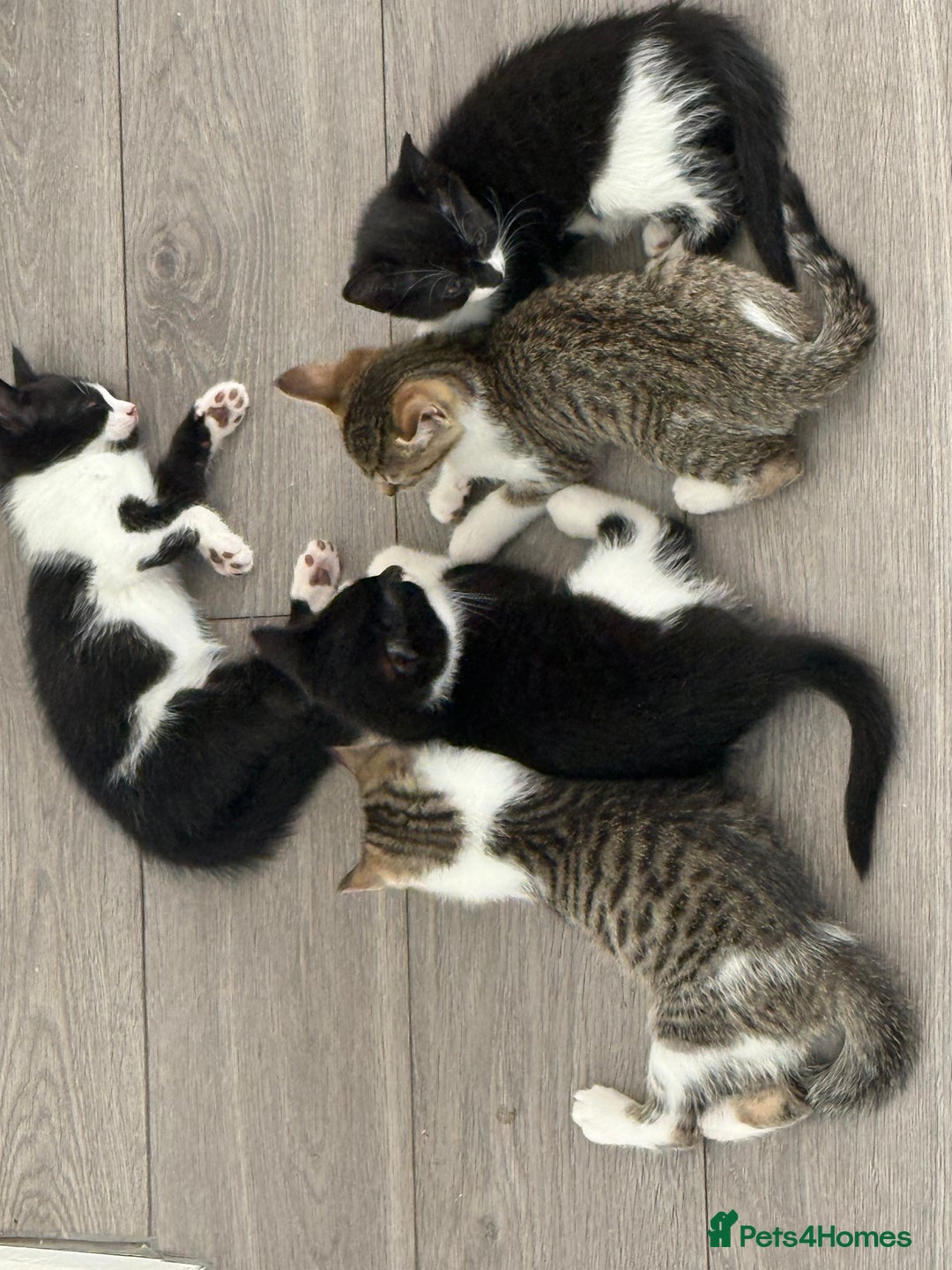 British Shorthair cats for sale: Litter of 6 kittens (3 left) - Image 1