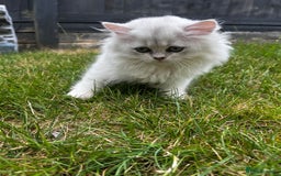 British Longhair cats for sale: ✨ Three adorable British Short/longhair kittens  - Image 26