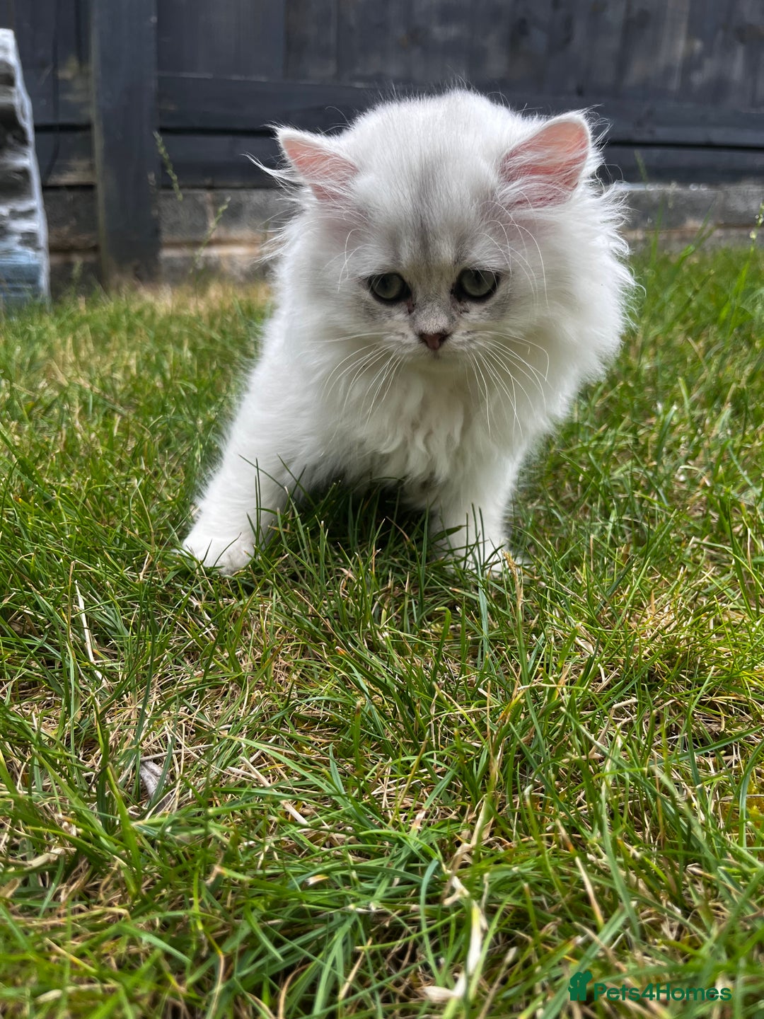 British Longhair cats for sale: ✨ Three adorable British Short/longhair kittens  - Image 26