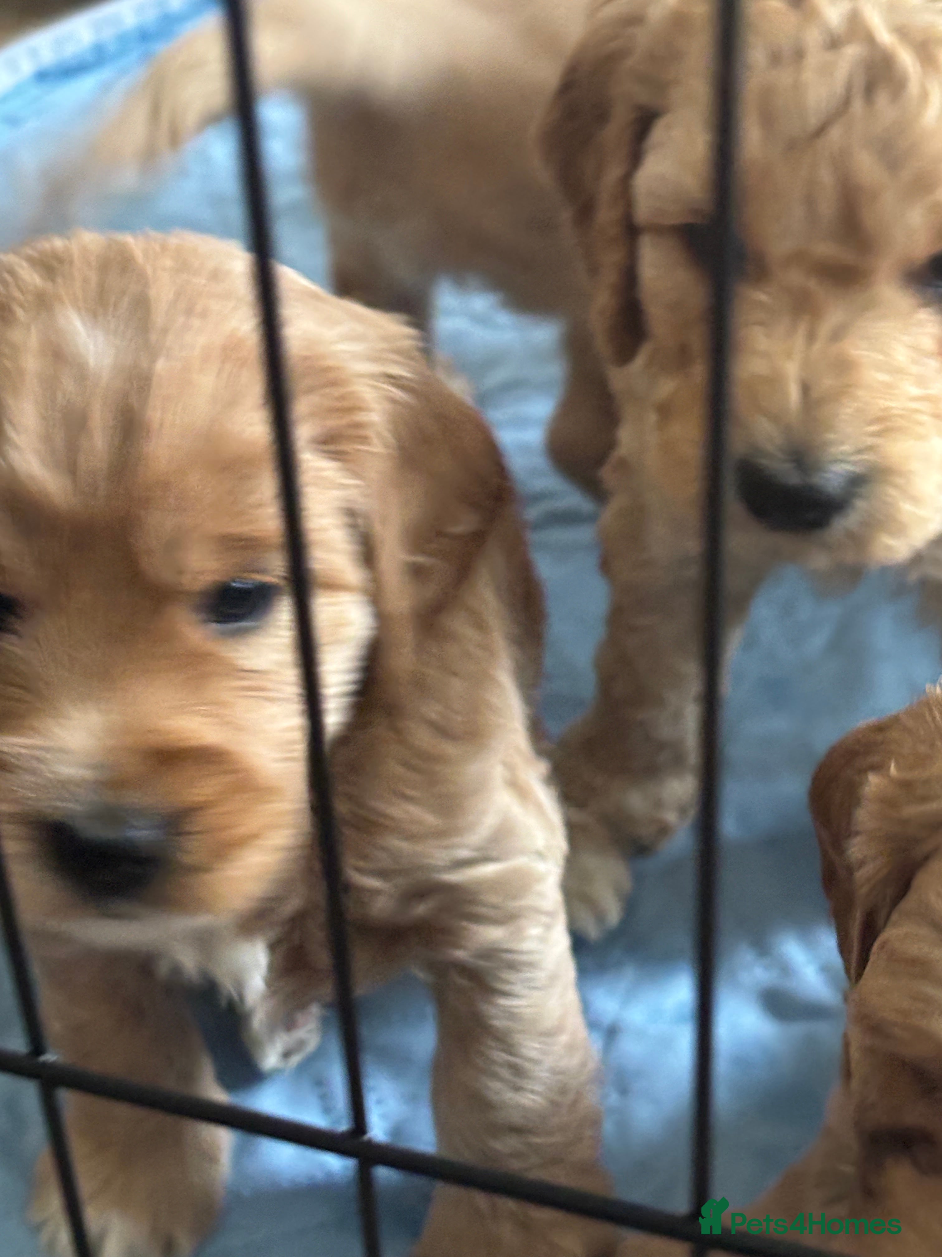 Cockapoo dogs Leicestershire Cockapoos Exten DNA&Genetic Tested  - Advert 2
