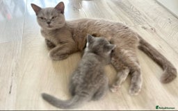 Scottish Fold cats for sale: Adorable kitten ready for their forever home  - Image 8