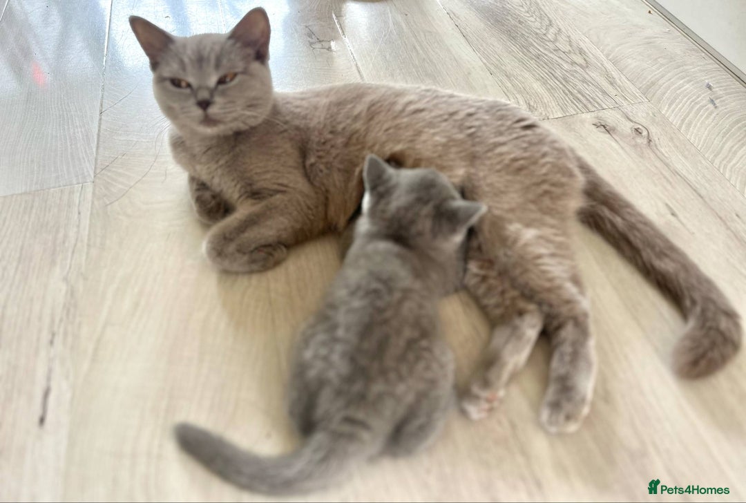 Scottish Fold cats for sale: Adorable kitten ready for their forever home  - Image 8