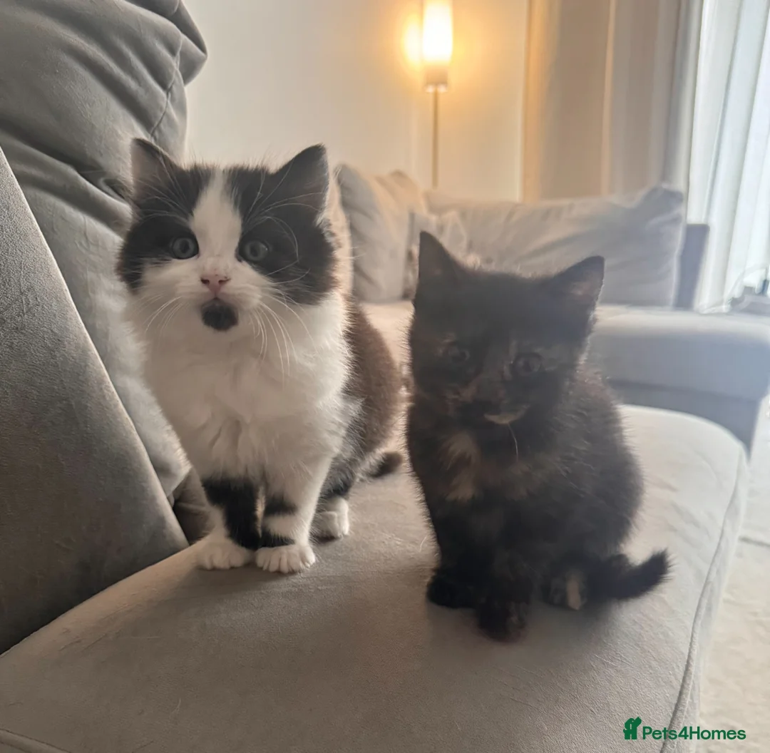 Mixed Breed cats for sale: 2 Beautiful Kittens, Black & White + Tortoiseshell - Advert 2
