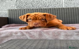 Dogue De Bordeaux dogs for sale: Beautiful litter of dogue de bordeauxs - Image 31