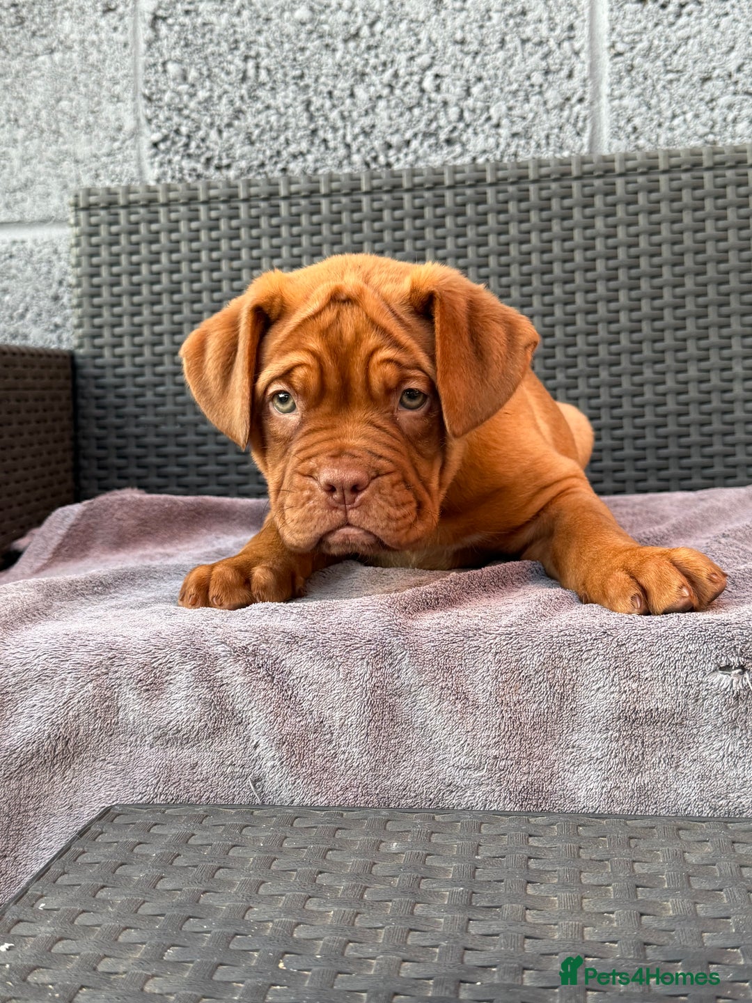 Dogue De Bordeaux dogs for sale: Beautiful litter of dogue de bordeauxs - Image 31