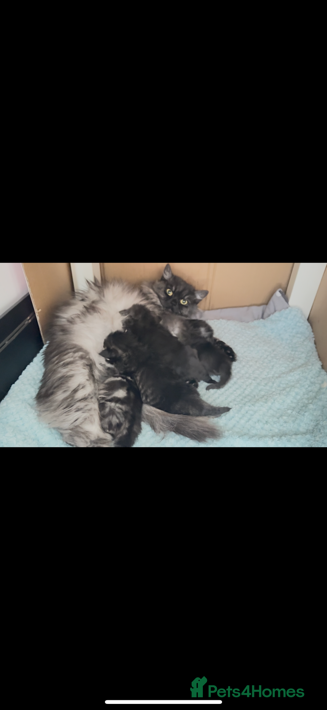 Persian cats for sale: Persian kittens - Image 18