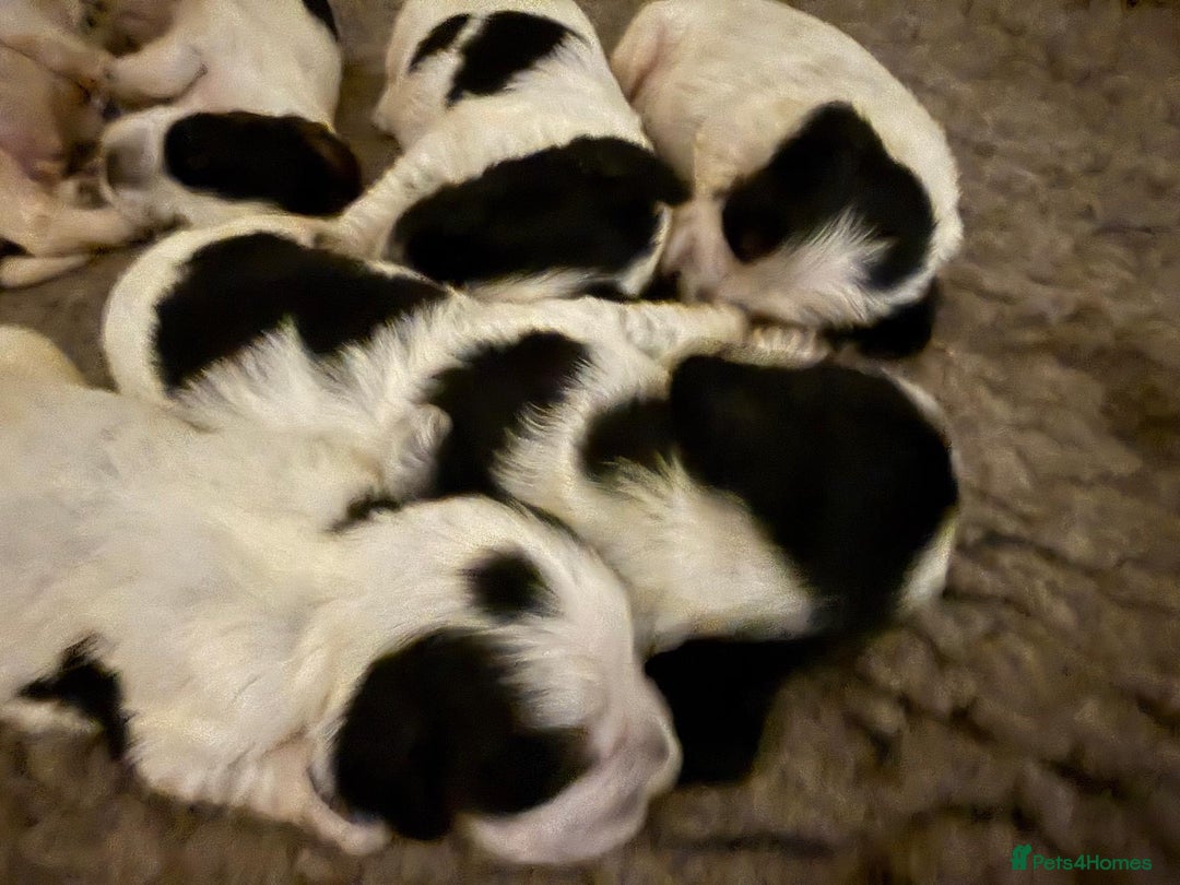 Cocker Spaniel dogs for sale: Blue roan kc register health tested pups - Advert 5