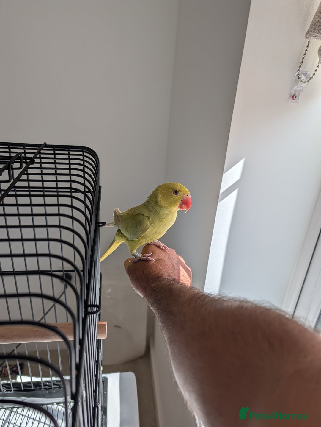 Ringnecks birds for sale: ​For Sale: Young Lutino Indian Ringneck - Image 7