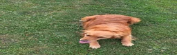 Golden Retriever dogs for sale: Working Goldie Retriever  - Advert 3