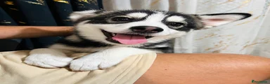 Pomsky Puppy 2