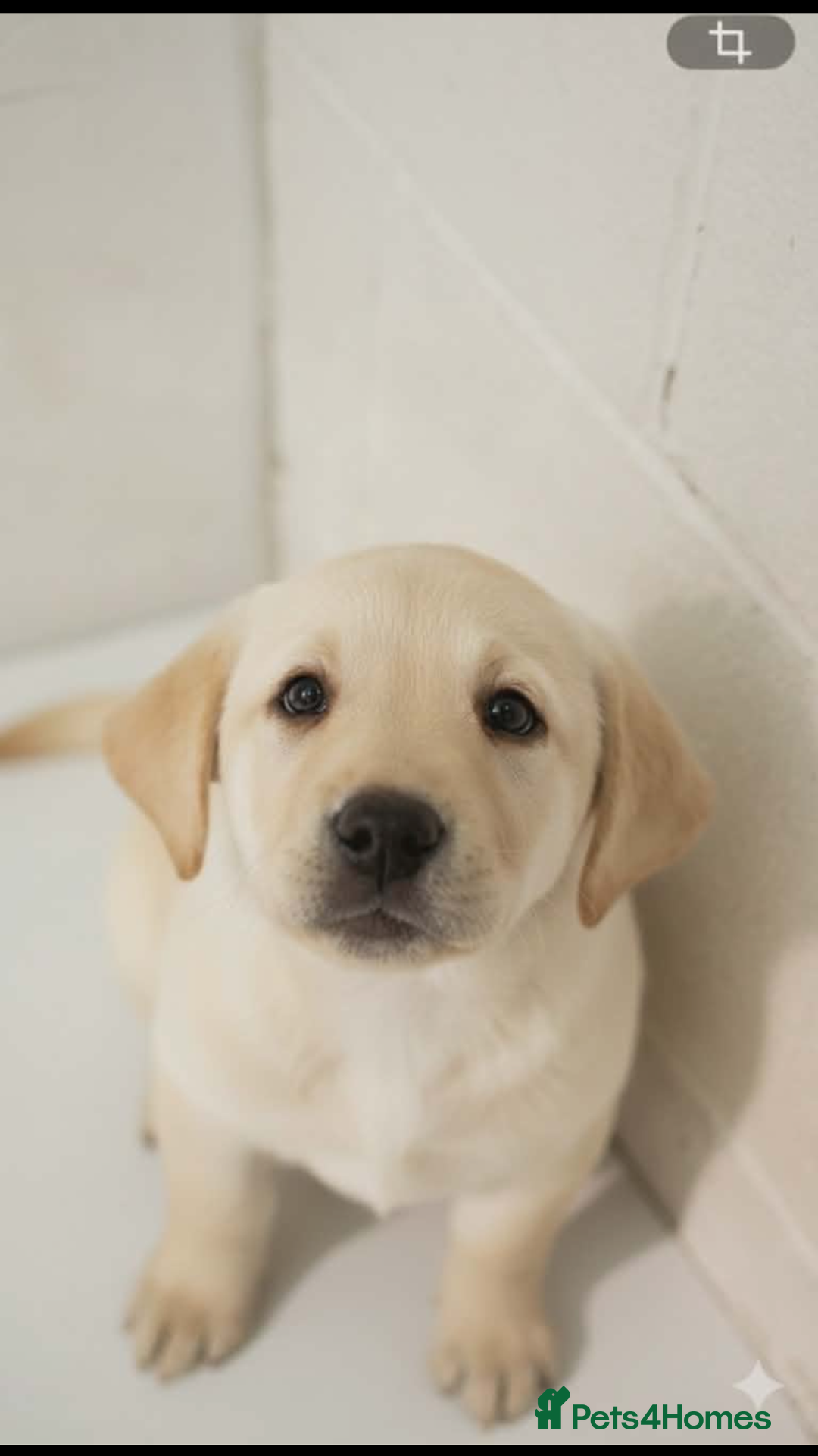 Labrador Retriever dogs for sale: Stunning Yellow Puppies - Advert 5