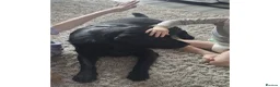 Labrador Retriever dogs for adoption: Kid-Loving Adventure Buddy - Advert 5