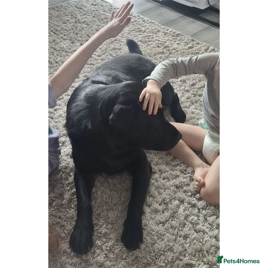Labrador Retriever dogs for adoption: Kid-Loving Adventure Buddy - Advert 5