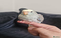 Parakeets birds for sale: Hand-reared Kakariki Chicks  - Image 10