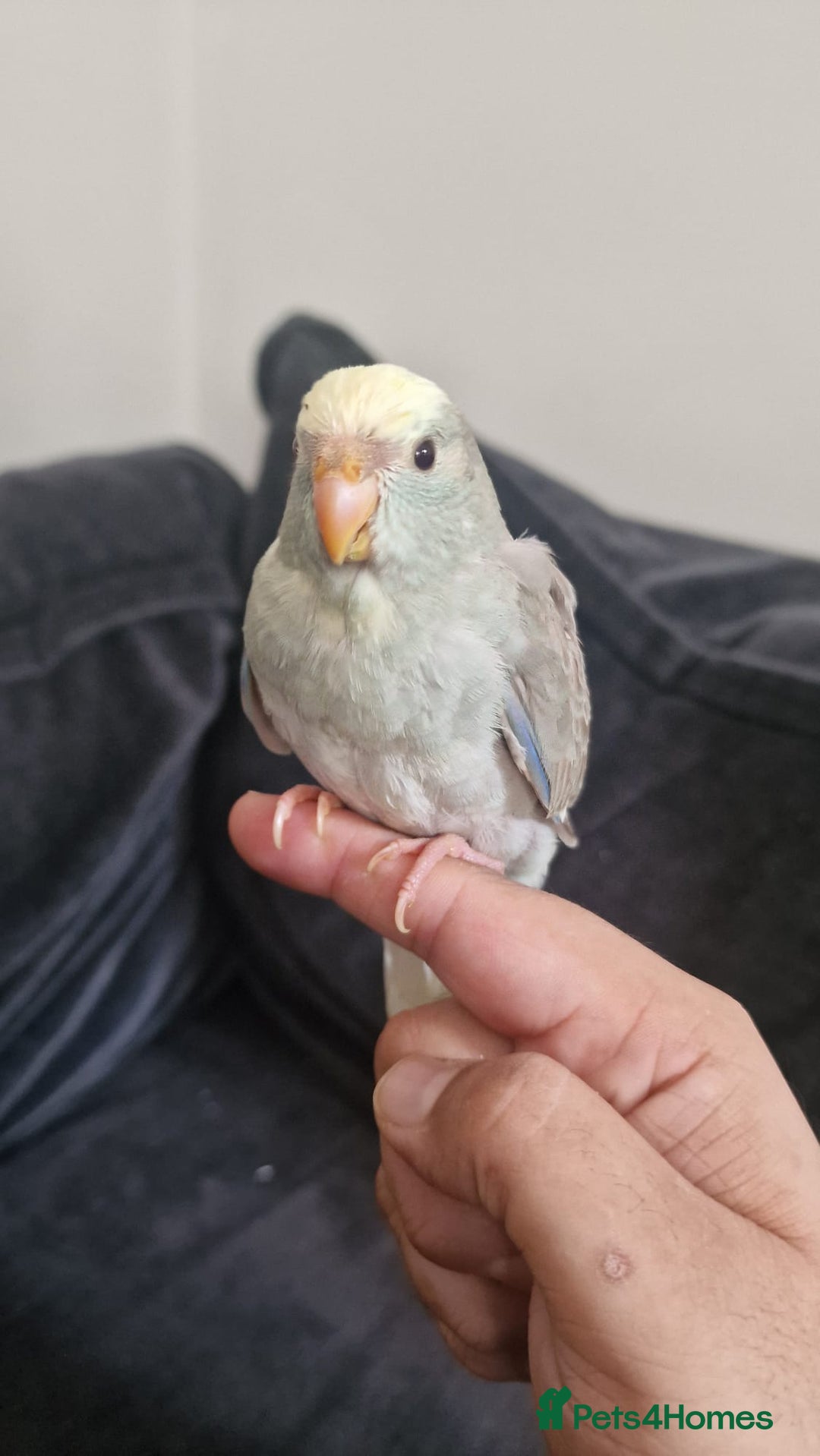 Parakeets birds for sale: Hand-reared Kakariki Chicks  - Image 10