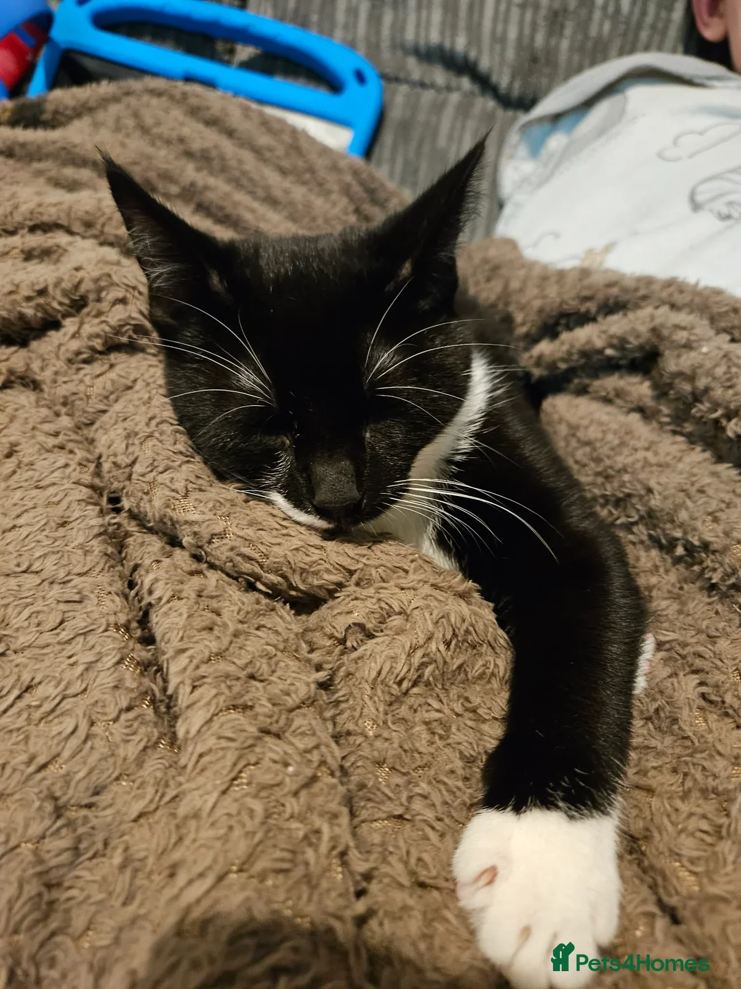 Mixed Breed cats for sale: Sox is looking for a forever home in Coalville - Advert 4