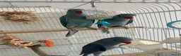 Ringnecks birds for sale: Hand reared indian ringneck babies - Advert 16