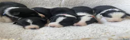 Border Collie dogs for sale: ☀️Stunning Border Collie Puppies☀️ - Advert 5