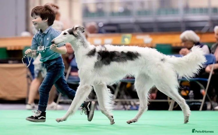 Borzoi dogs - Advert 1
