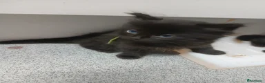 Maine Coon 1 Boy