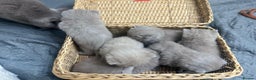 British Shorthair cats for sale: British shortHair - Advert 7