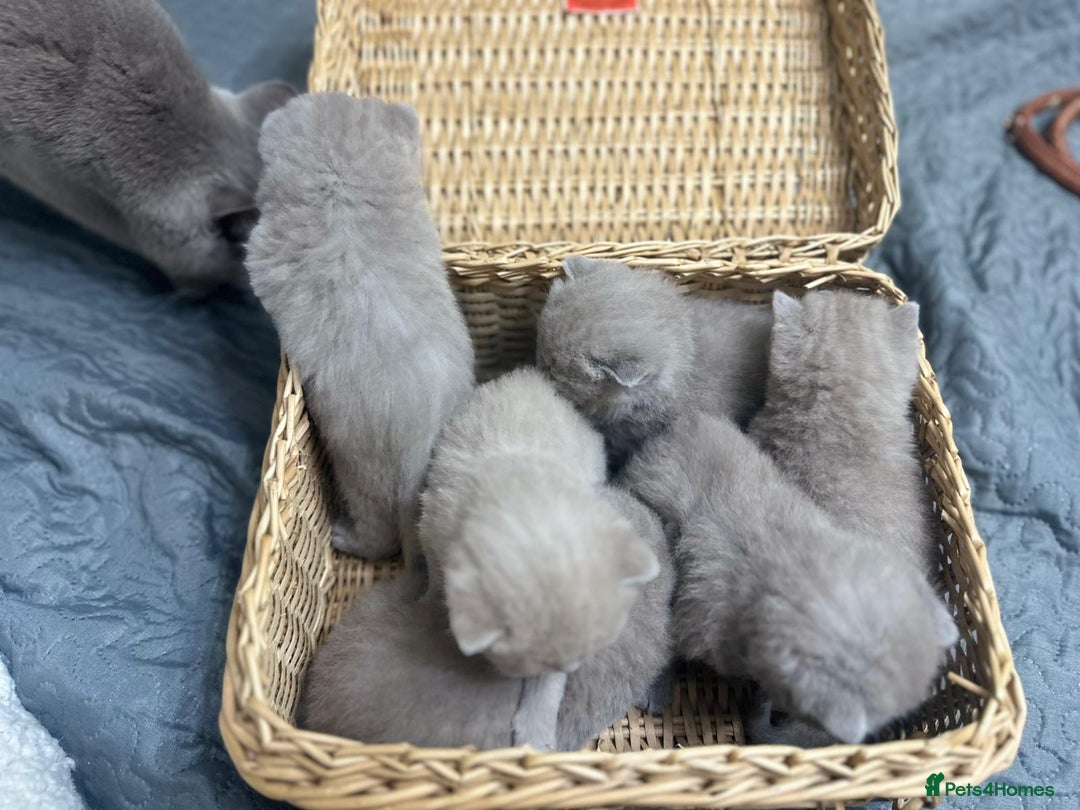British Shorthair cats for sale: British shortHair - Advert 7