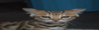 Bengal 3