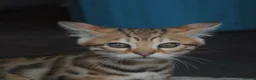 Bengal cats for sale: Registered pedigree bengal kittens - Advert 10