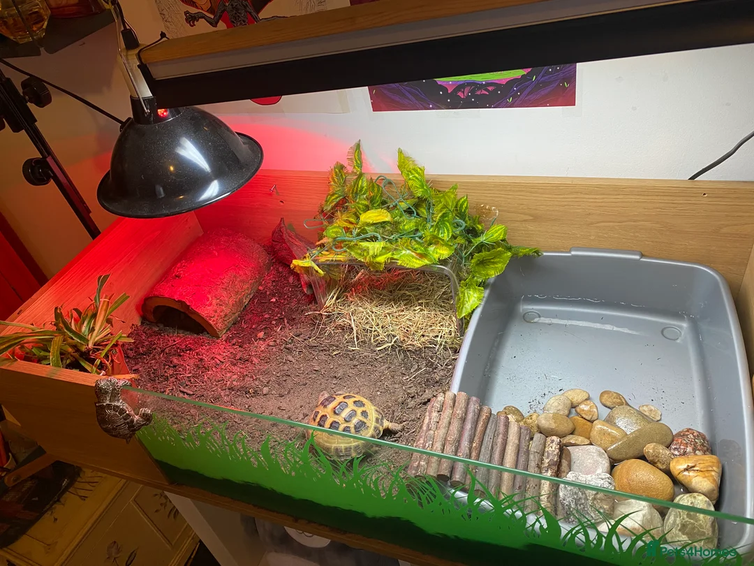 Tortoise reptiles for sale: Tortoise for sale  - Advert 2